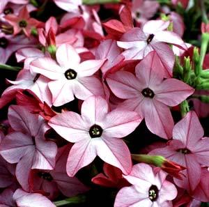 Nicotiana Avalon Bright Pink Dwarf, grows 10 inches tall Spread 10 to 12