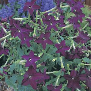 Nicotiana Perfume Deep Purple Grows 20 inches tall, spreads 18 inches Purple flowers shaped like stars Very strong