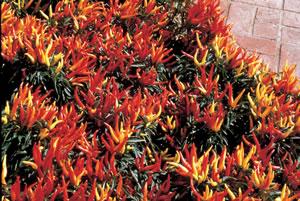 Ornamental Pepper Chilly Chili No heat peppers Changes color from yellow to orange to red