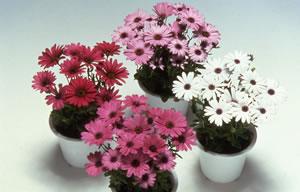 Osteospermum Passion Mix Single daisy flowers with a blue center Flower color white, rose,