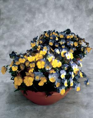 Pansy Ultima Morpho Flowers blue with lemon yellow lower petals Named after the Morpho butterfly
