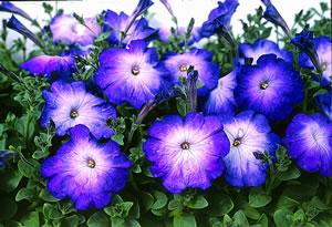 Petunia Merlin Blue Morn Pure white center to velvety blue edge Bicolor pattern visible from a distance