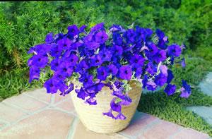 Petunia Wave Blue Grows 4 to 7 inches tall Spreads 3 to 4 feet like a