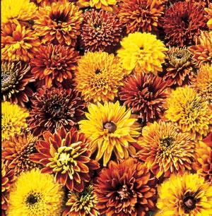Rudbeckia hirta Cherokee Sunset Colors: yellow, orange, bronze, mahogany 3 to 41/2 inch flowers, long lasting as cut