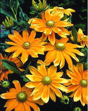 Rudbeckia hirta Prairie Sun Golden yellow tipped orange petals with light green center Grows 2 to 3 feet tall, spread 11/2 to 2 feet 5 inch blooms