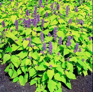 Agastache foeniculum Golden Jubilee Golden-leaved herb Annual,heat loving Grows 20 inches tall Spread 10