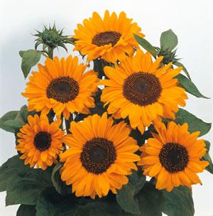Sunflower Soraya Orange petals with a chocolate center Grows 5 to 6 feet tall 4 to 6 inch blooms