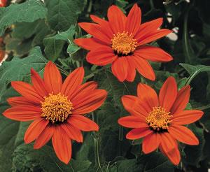 Tithonia Fiesta Del Sol Grows 2 to 3 feet tall, spread 12 inches Orange daisy-like flowers, 2 to 3 inches