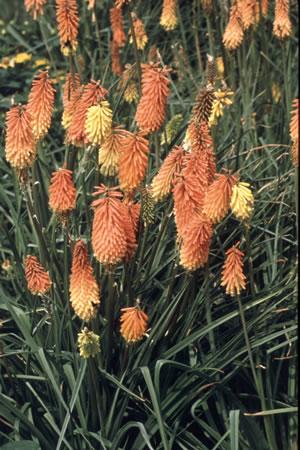 Tritoma Flamenco Old fashioned flower known as red hot poker Perennial that will