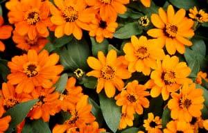 Zinnia Profusion Orange Single orange blossoms, 2 to 3 inches across Mounded habit Grows 18 inches tall, spread 20 inches