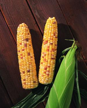 Corn Indian Summer Kernels are yellow, red, white or purple Ears are 8 inches long 79