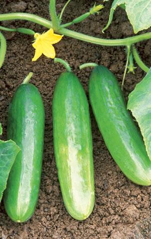 Cucumber Diva Sweet flavor and high yield Non-bitter with a crisp texture Produces all female flowers, doesn t