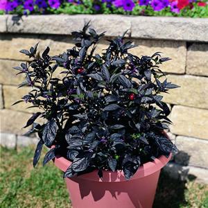 Ornamental Pepper Black Pearl Grows 18-20 inches tall, spreads 16-19 inches Black foliage Black pearl-like shiny