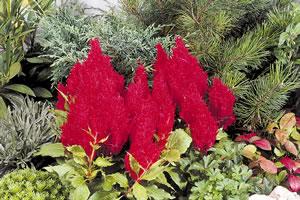 Celosia plumosa Fresh Look Red Grows 12 to 18 inches tall, spread 12 to 20 inches Central plume