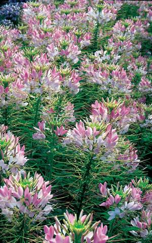 Cleome Sparkler Blush Grows three feet tall and wide Easy to grow in full sun Heat