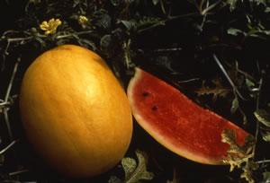 Watermelon Golden Ripens to a goldenyellow color when mature
