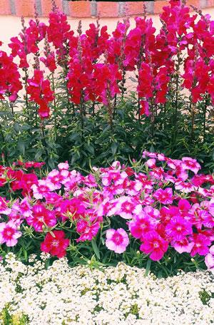 Dianthus Corona Cherry Magic First dianthus with a bicolor pattern Large 2-inch blooms Flowers cherry red,
