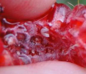 Management of SWD Use traps for adults, check weekly If any SWD in traps: Start spray program when berries color Spray every 7 days until final harvest Alternate:
