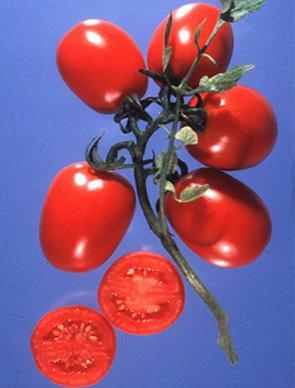 Evolution of tomato