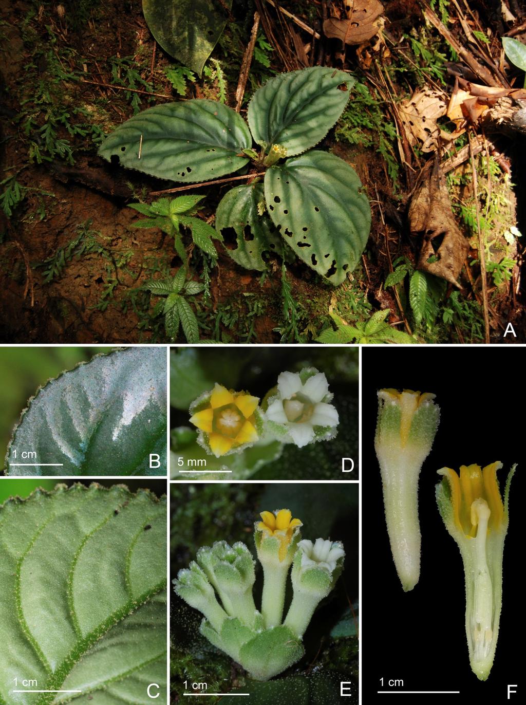 Taiwania Vol. 61, No. 4 Fig. 2. Pentaphragma bicolor C. W. Lin A. Habit and habitat; B. Portion of leaf adaxial surface; C.