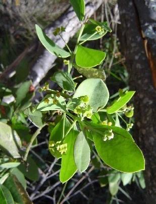 DESCRIPTION Osyris lanceolata is a large, slender hardy shrub or a small tree (7-10 m tall).