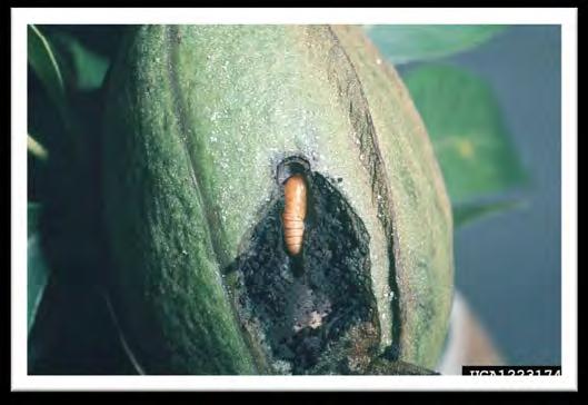 Hickory Shuckworm Damage Important late-season pest of pecans Larvae tunnel into the shuck interrupting the flow of nutrients and water