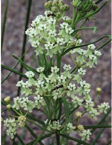 6 NATIVE MILKWEEDS OF OKLAHOMA Whorled milkweed Asclepias verticillata Number of counties where 58