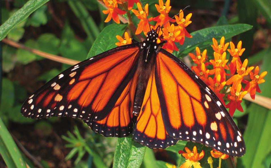 NATIVE MILKWEEDS OF OKLAHOMA 1 Introduction Monarch Butterfly (Danaus plexippus) populations have dropped dramatically in the central United States.
