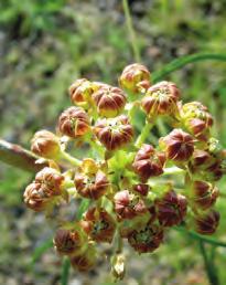 West Central Bract milkweed Asclepias