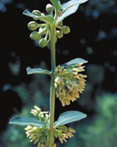 distributed on dry plains Dwarf milkweed Asclepias