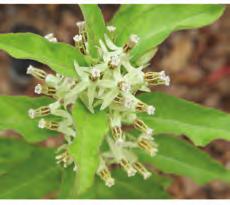 4 NATIVE MILKWEEDS OF OKLAHOMA Sidecluster milkweed, Zizotes