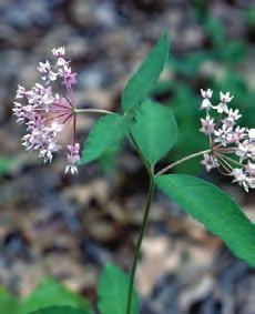 Southwest, northwest June-Sept Showy milkweed Asclepias