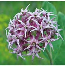 areas, also in panhandle Purple milkweed Asclepias