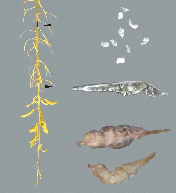 a. b. Figure 1. Abnormal pod formation in Argentine canola (Quantum) in response to 35/15 /C heat stress at early flower. a. Main raceme showing aborted flowers and abnormal pods.