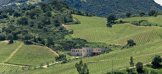 In a magnificent valley, surrounded by the vineyards grown at an altitude of 250-300 meters asl