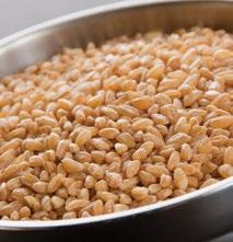 cooking time: 20-30 minutes Amaranth Bulgur Wheat #2 Grano Pearled Durum Wheat Purple Barley Once a staple of the Incas,