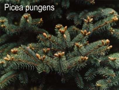 Colorado Spruce Picea pungens Same as Blue