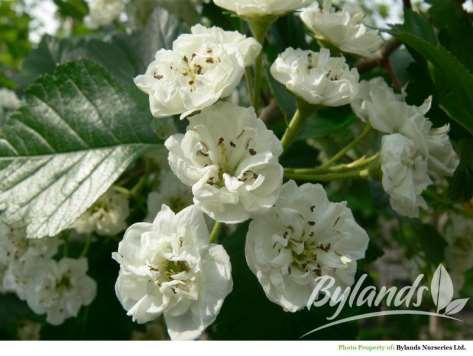 Double white flowers in spring. Sparse fruit in Fall.
