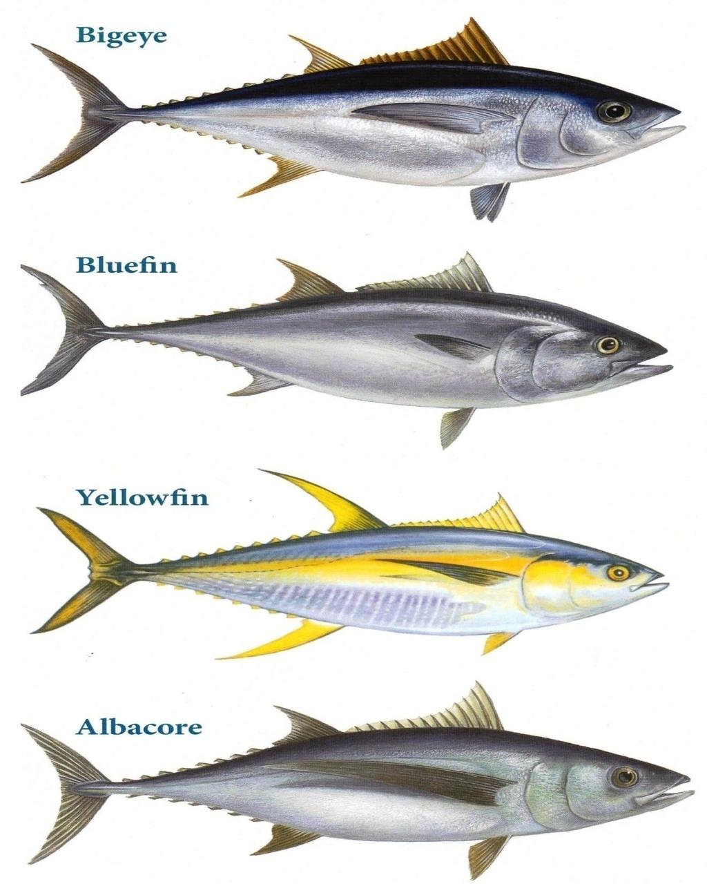 Species of Tuna