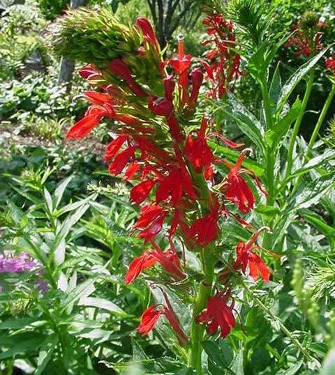 Cardinal Lobelia cardinalis Perennial. A native species to the Americas, found throughout Illinois. Ranges from southeastern Canada to Columbia.