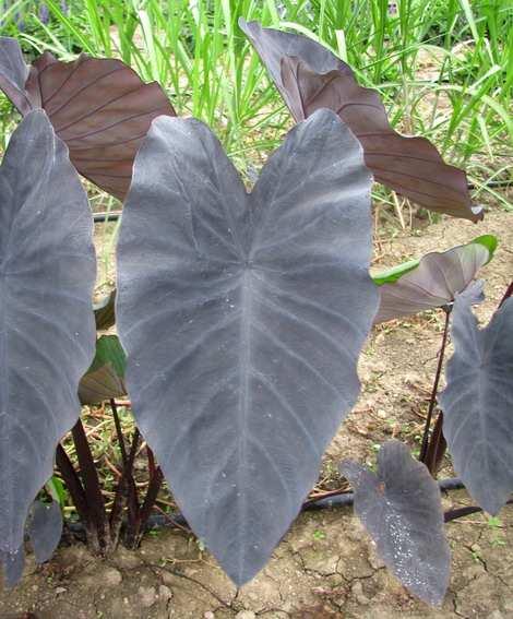Magic Taro Illustris Elephant's Ear Colocasia esculenta Black Magic Taro Dark leaves