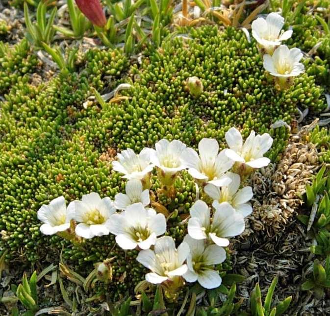 Twinflower [Alpine] Sandwort