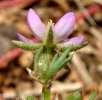 Presl (Introduced Deptford Pink Dianthus armeria L.