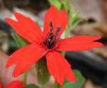 Dixie Stitchwort Minuartia muscorum (Fassett)