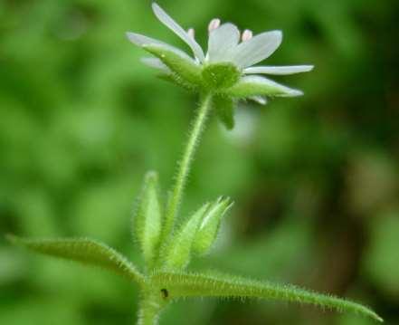 sepals often longer than petals