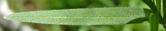 Field Chickweed Cerastium