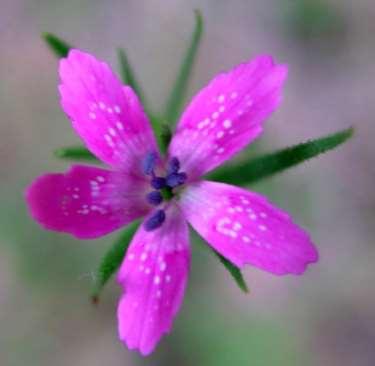 Deptford Pink Dianthus