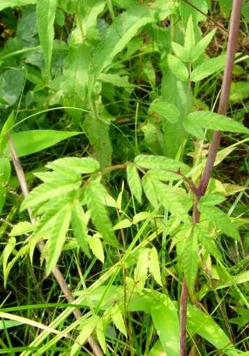 compound umbels; leaves twice
