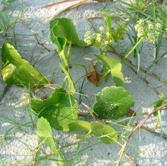 Largeleaf [Seaside] Pennywort