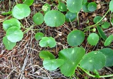 compound umbels; leaves ovate